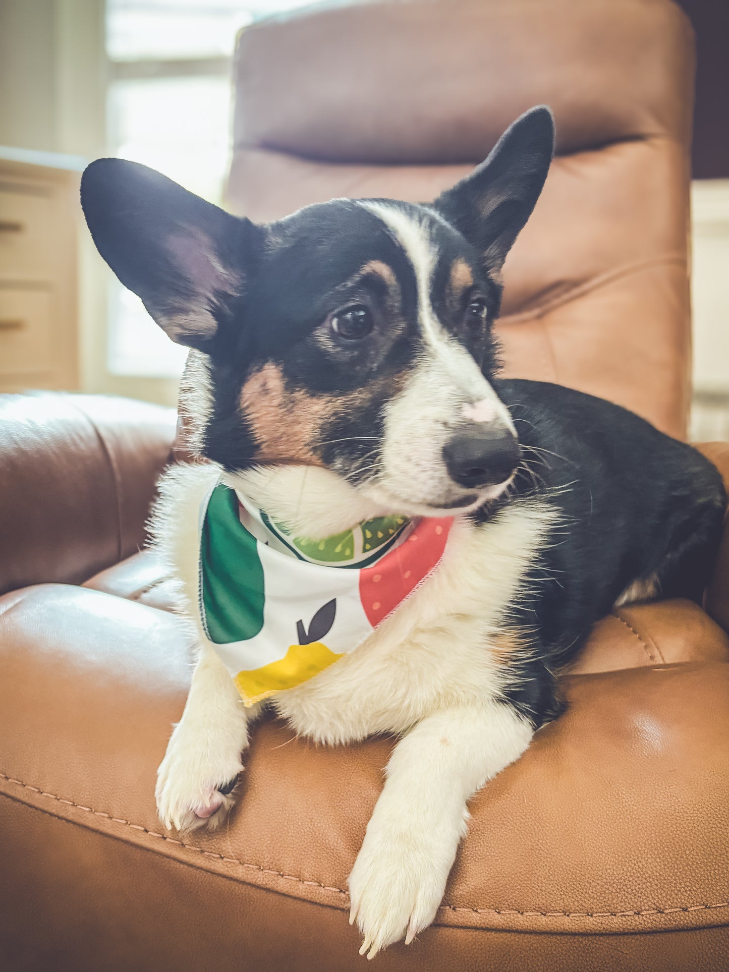 Doggie Bandanna