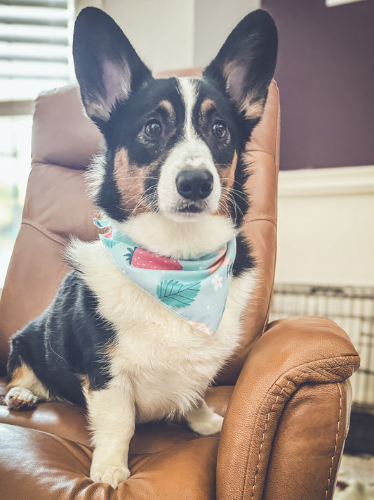 Doggie Bandanna