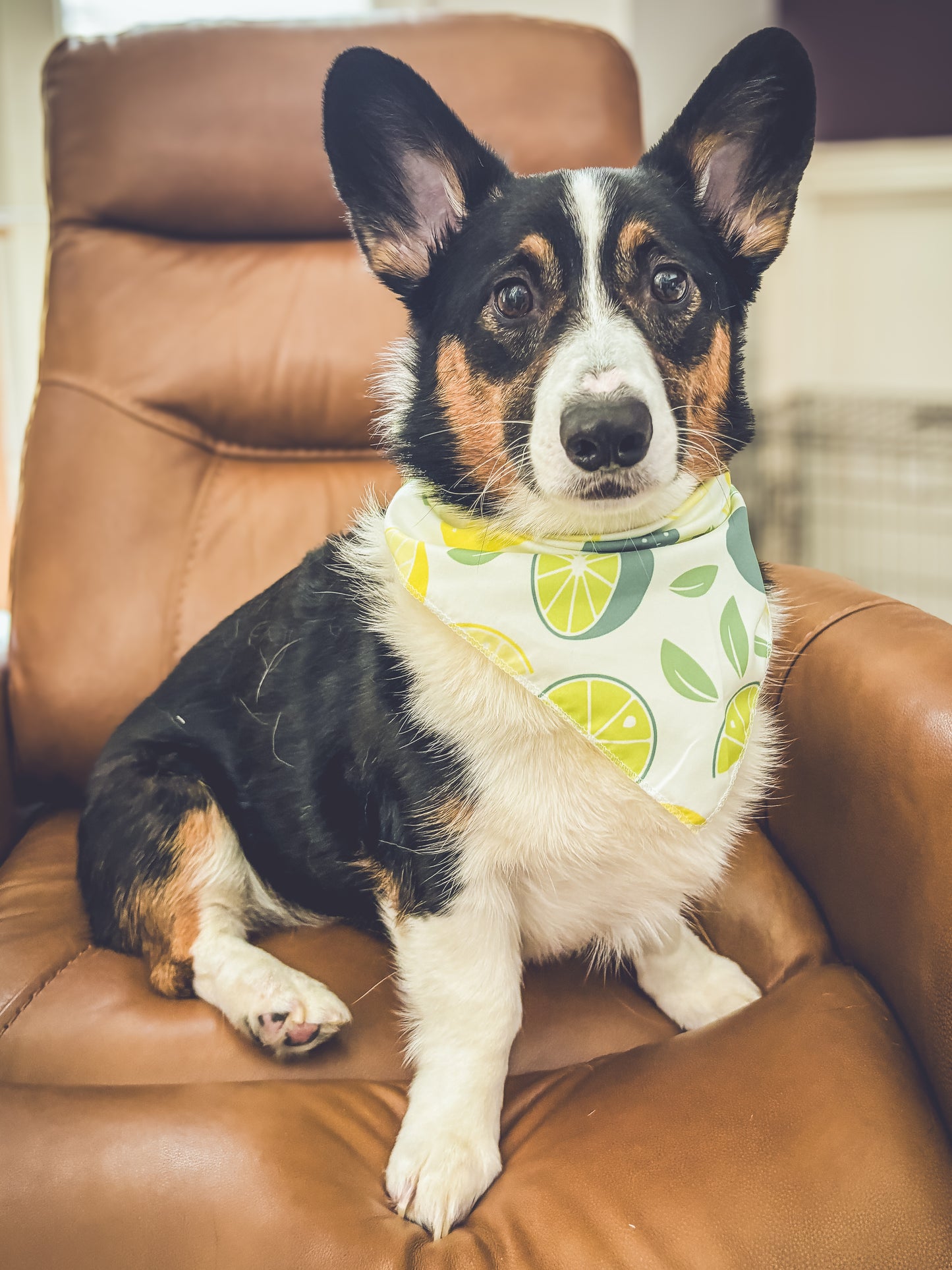 Doggie Bandanna