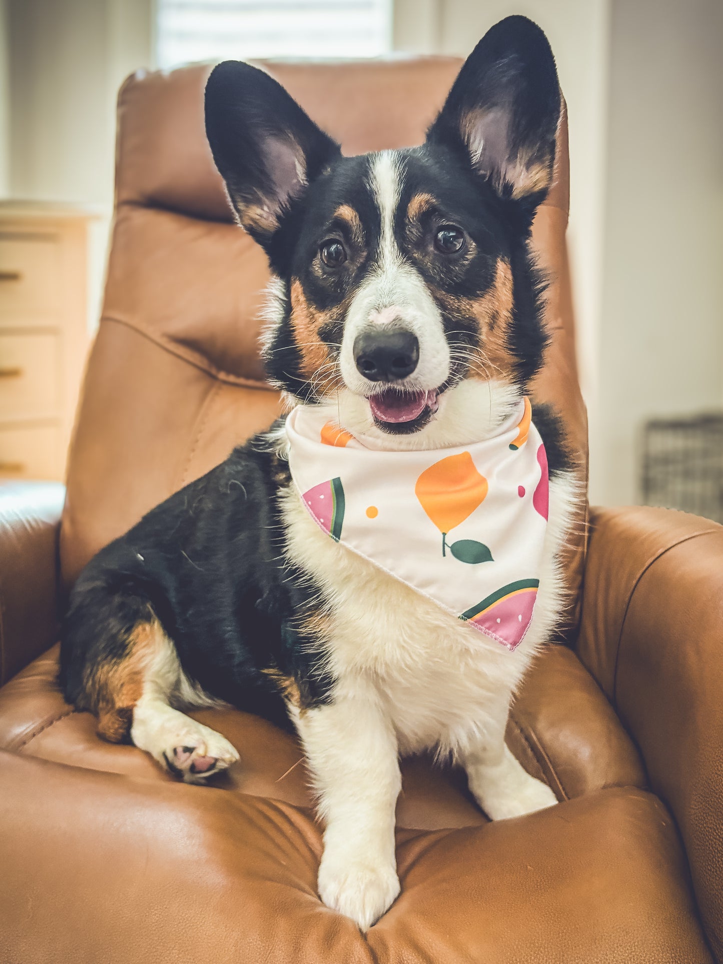 Doggie Bandanna