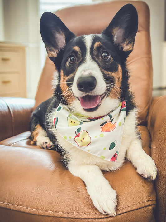 Doggie Bandanna