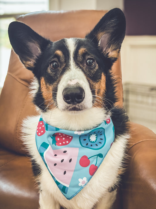 Doggie Bandanna