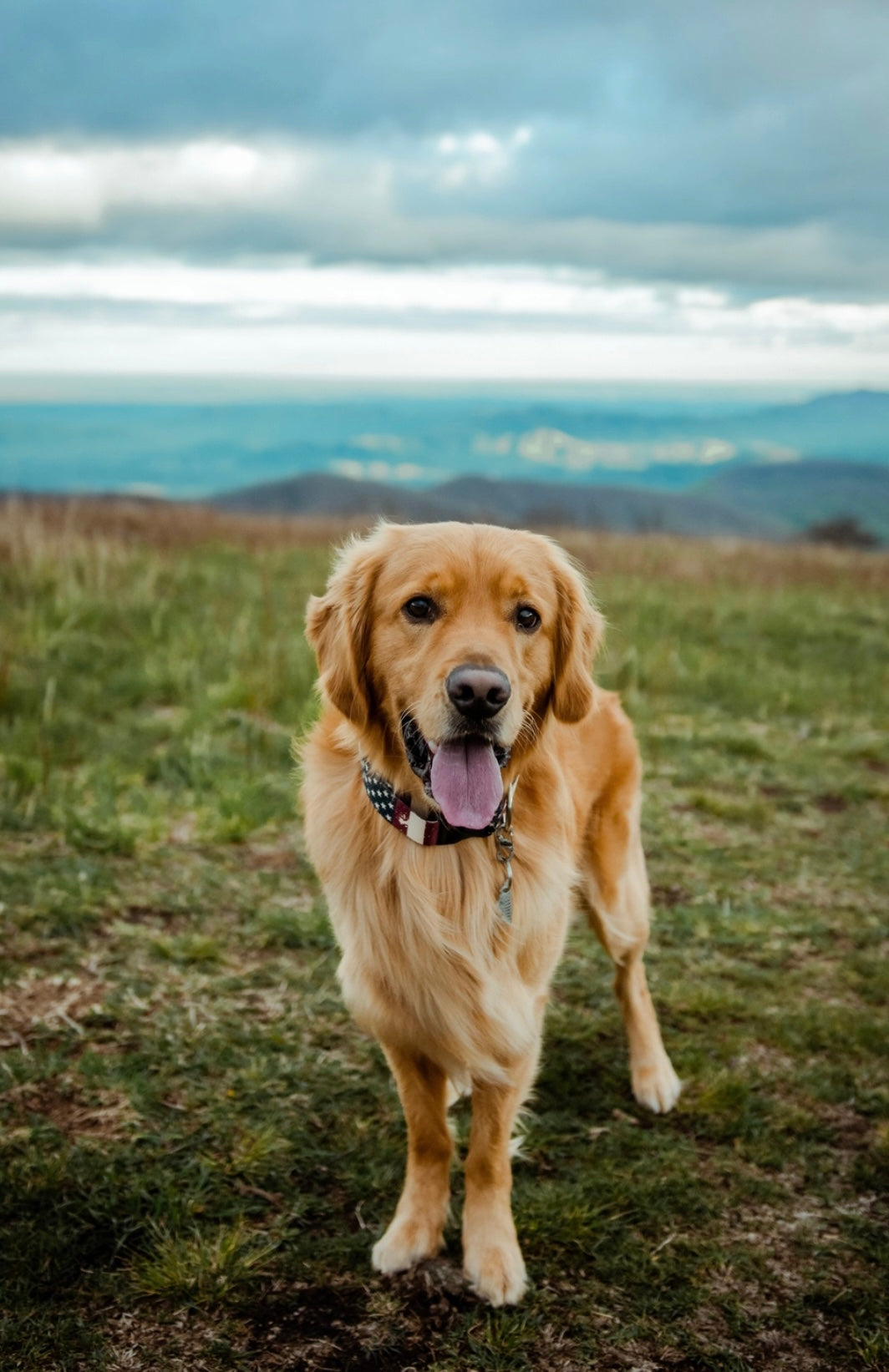 Patriot Dog Collar