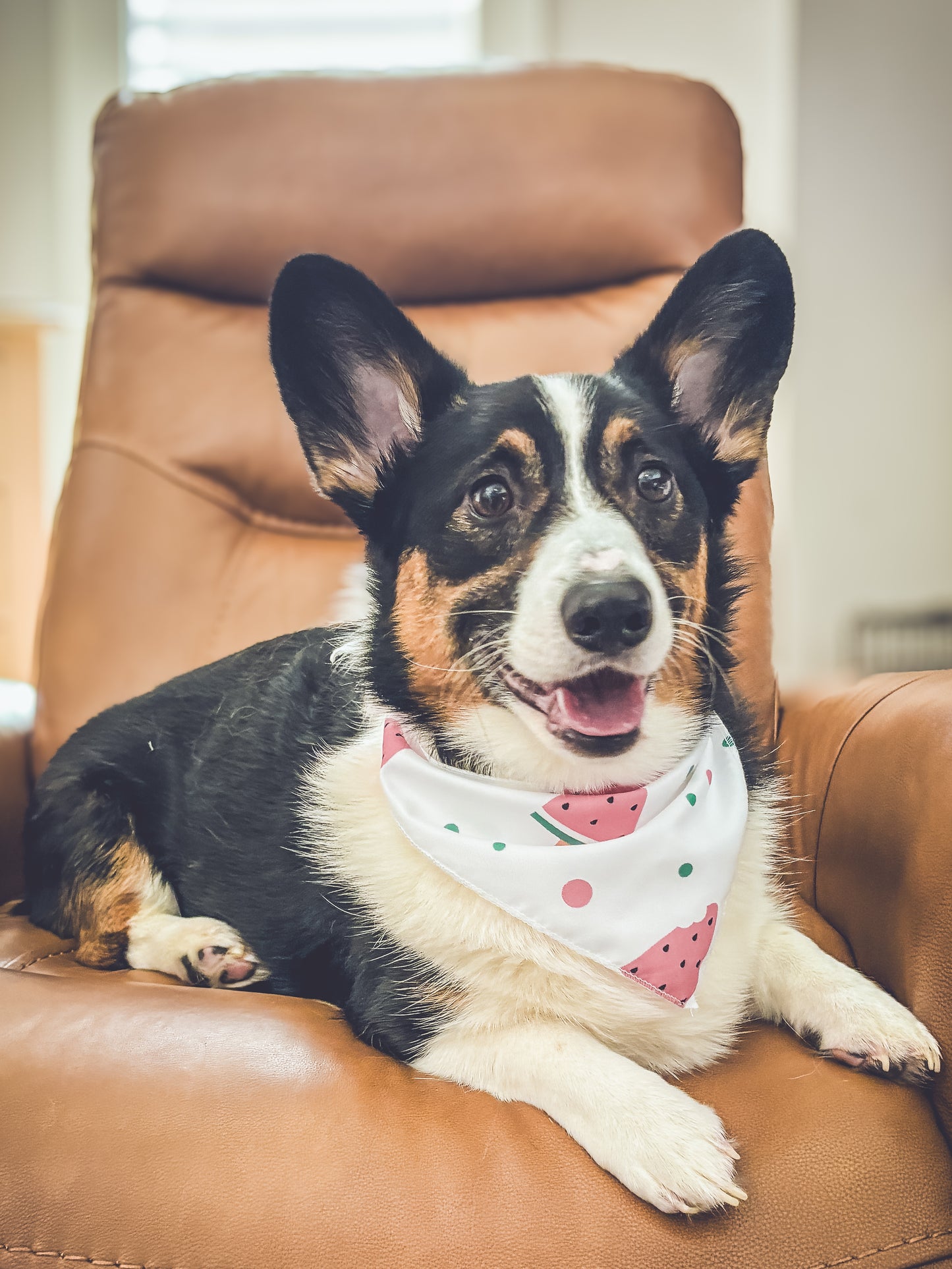 Doggie Bandanna