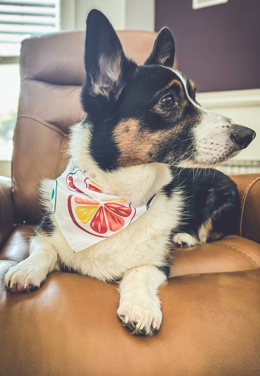 Doggie Bandanna